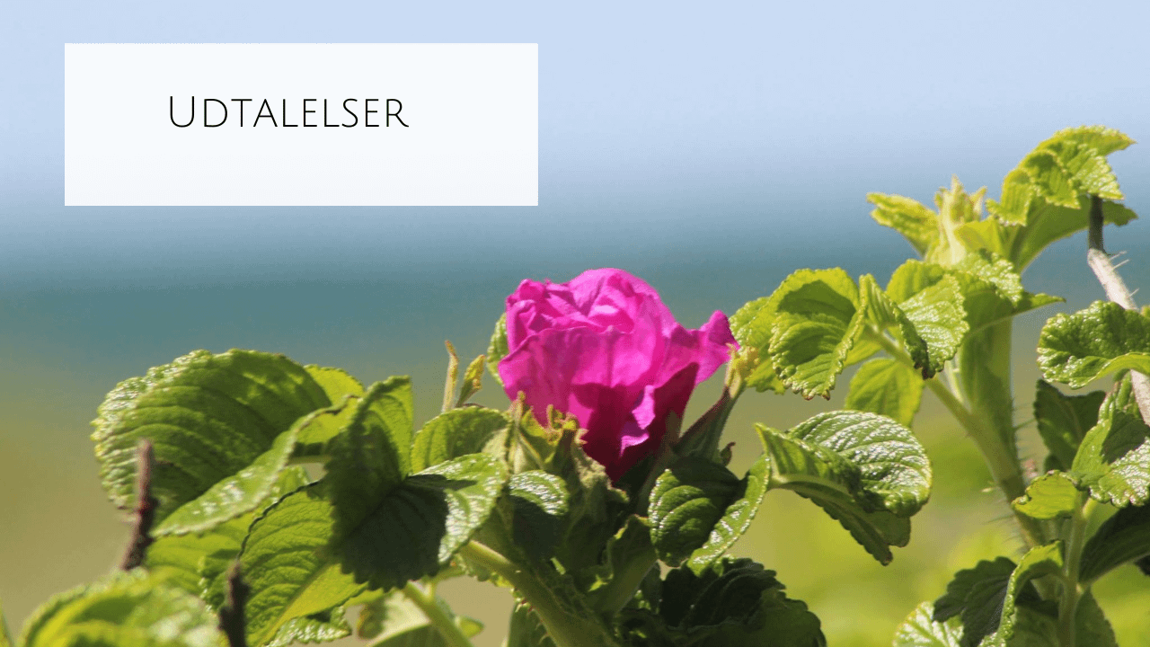 DIDDE WEBSITE-14